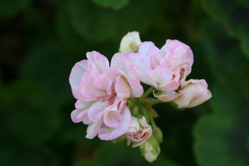 Mrs Taerrant - Zonalpelargoner.
