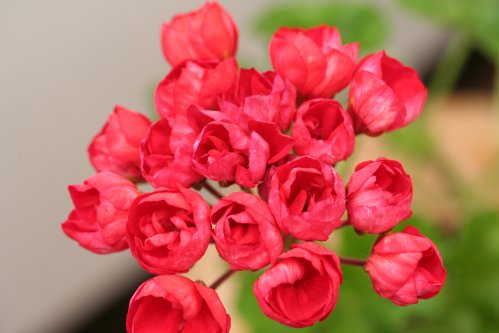 Mrs Charles - Tulpan- och Fingerpelargoner .