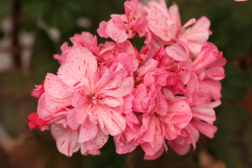 Mummys Delight - �gg- och F�gel�ggspelargoner.