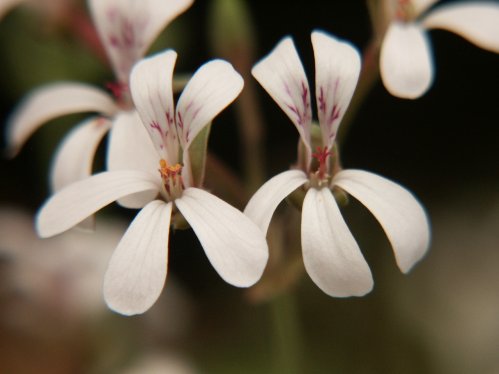 Muskot - Doftpelargoner.