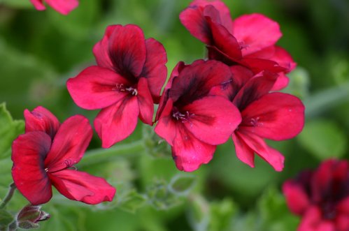 Mystery - Unikpelargoner.