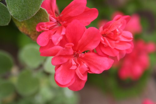 Naomi - Brokbladiga pelargoner .