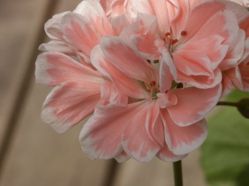 Nathalie - Zonalpelargoner.
