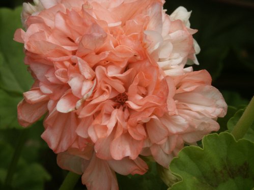 Nettlestead - Mini- och Dv�rgpelargoner.