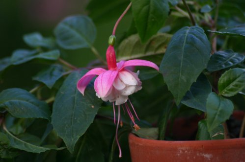 Niedersachsen - H�ngande Fuchsia.