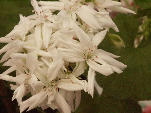 Noel - Kaktus- och Nejlikepelargoner .