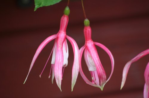 Noyo Star - H�ngande Fuchsia.
