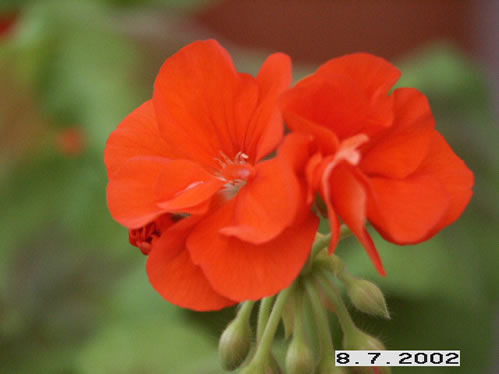 Occold Shield - Brokbladiga pelargoner .