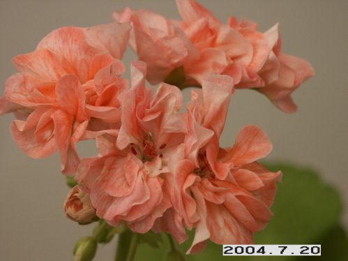 Occold Ember - Gyllenbladiga pelargoner.