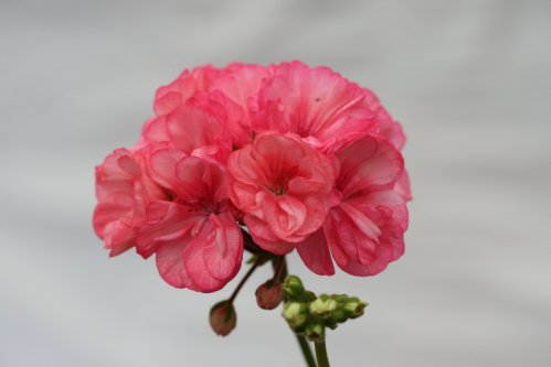 Occold Lagoon - Mini- och Dv�rgpelargoner.