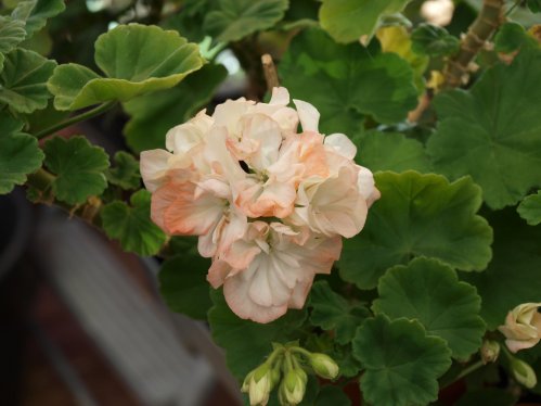 Occold Orange Tip - Mini- och Dv�rgpelargoner.