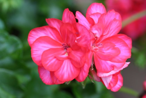 Okka - H�ngpelargoner.