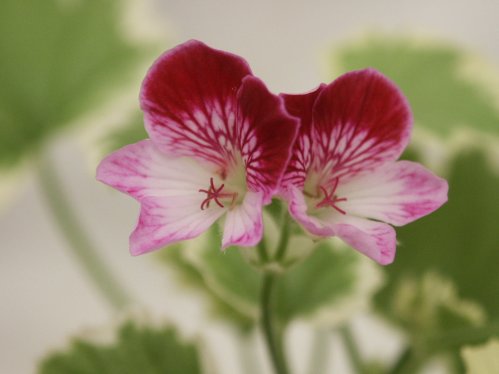 Oldbury Duet - �nglapelargoner.