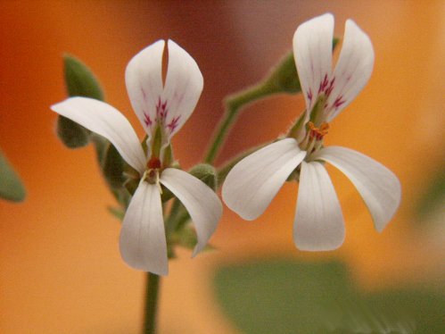 Old Spice - Doftpelargoner.