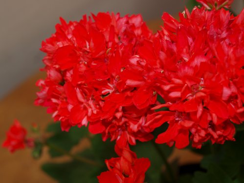 Olle - Stj�rnpelargoner.