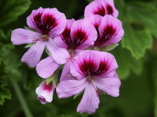 Orange Fizz - Doftpelargoner.