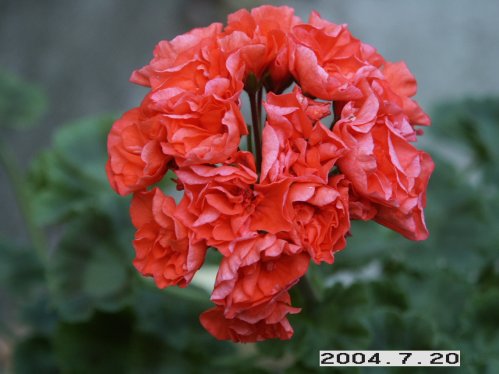 Orange Rosenknopp - Rosenknoppspelagoner.