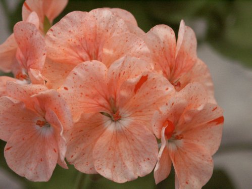 Orange Splash - �gg- och F�gel�ggspelargoner.