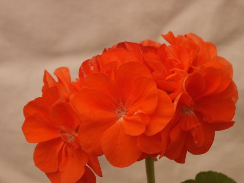 Orangeade - Zonalpelargoner.