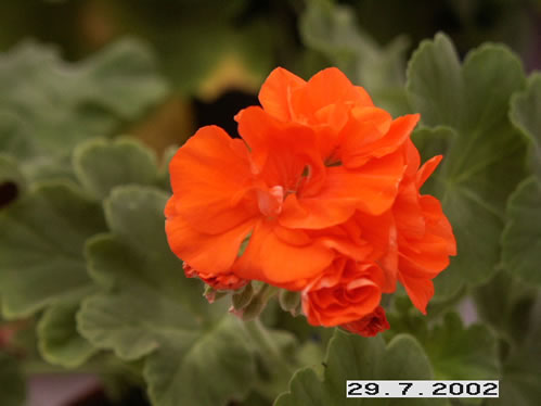 Orangesonne - Zonalpelargoner.