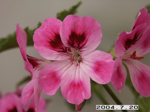 Orsett - Doftpelargoner.