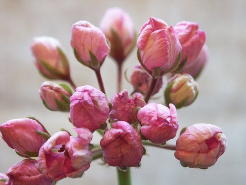 Pac Happy Birthday - Tulpan- och Fingerpelargoner .