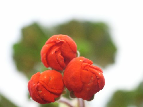 Pac Red Pimpernella - Tulpan- och Fingerpelargoner .
