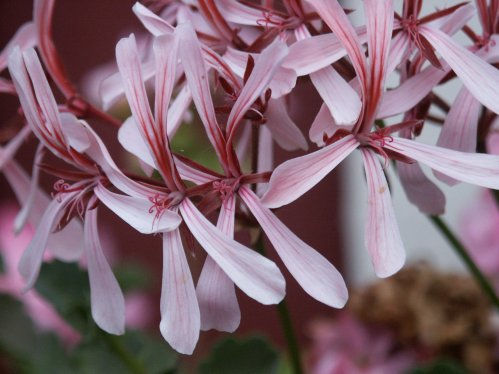 P. acetosum - Vilda Pelargoner .
