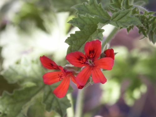 P. atrum - Vilda Pelargoner .