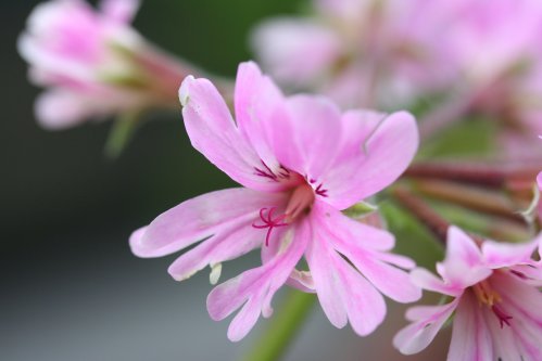 P. Caffrum x Diana - Hybrider.