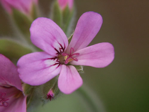 P. capitatum giant ros - Vilda Pelargoner .