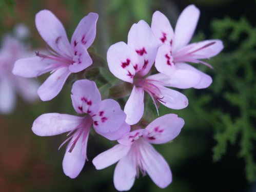 P. denticulatum  - Vilda Pelargoner .