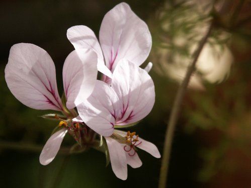 P. dolomiticum - Vilda Pelargoner .