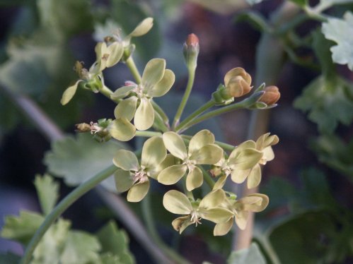 P. gibbosum - Vilda Pelargoner .