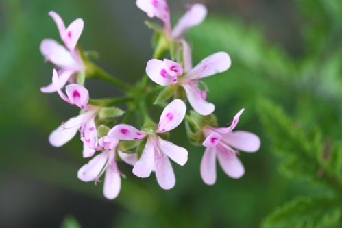 P. glutinosum - Vilda Pelargoner .