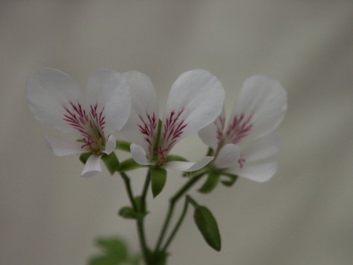 P. grandiflorum - Vilda Pelargoner .