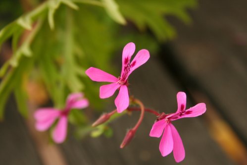 P. ionidiflorum - Vilda Pelargoner .