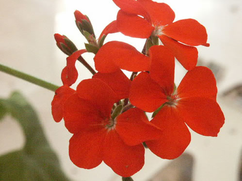 P. inquinans - Vilda Pelargoner .