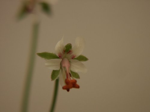 P. x Laxum - Hybrider.