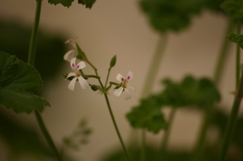 P. odoratissimum - Vilda Pelargoner .