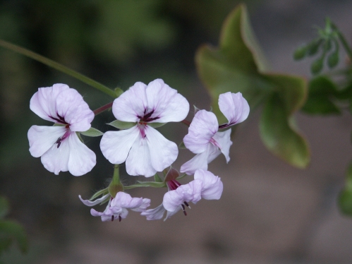 P. peltatum - Vilda Pelargoner .