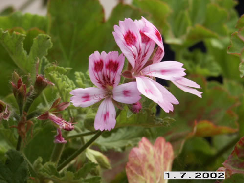 Fair Ellen  - Doftpelargoner.