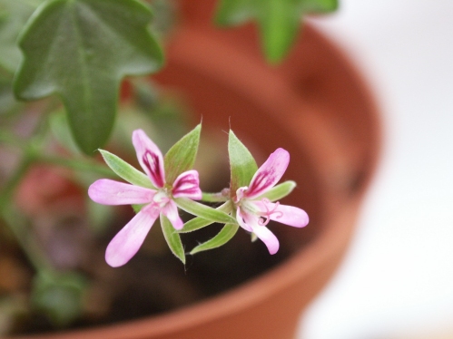P. saxifragoickas - Vilda Pelargoner .