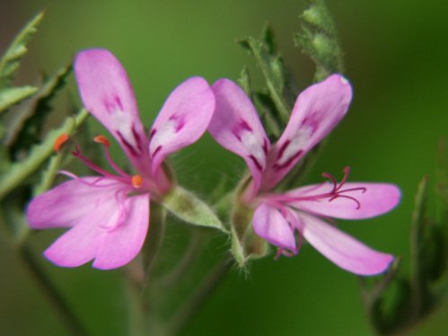 P. scabrum - Vilda Pelargoner .