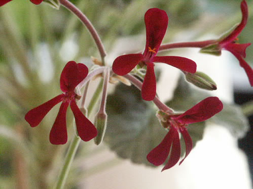 P. sidoides - Vilda Pelargoner .