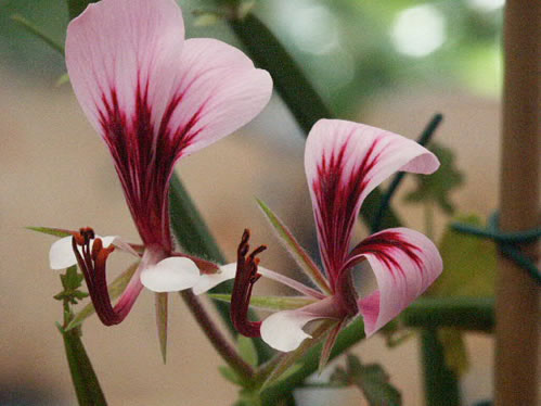 P. tetragonum - Vilda Pelargoner .