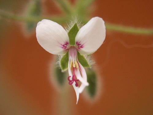 P. tomentosum - Vilda Pelargoner .