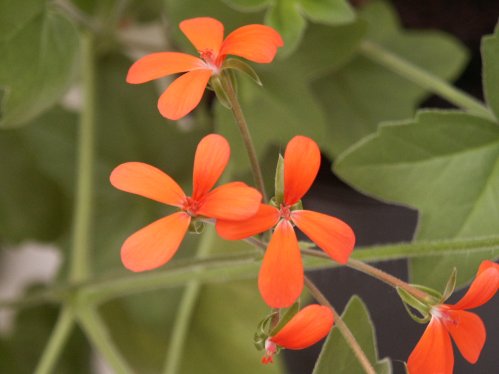 P. tongaense - Vilda Pelargoner .