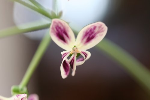 P. triste parsley - Vilda Pelargoner .