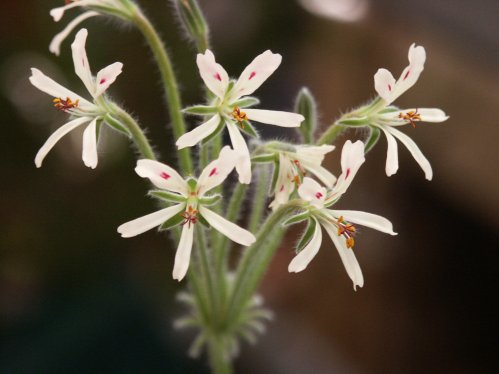 P. appendiculatum - Vilda Pelargoner .